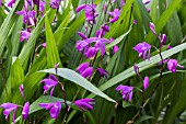 BLETILLA STRIATA