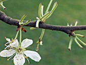 BULLFINCH DAMAGE TO PLUM BLOSSOM