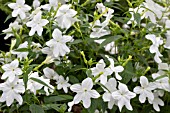 BROWALLIA MISSION BELLS WHITE