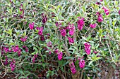 BUDDLEJA COLVILEI