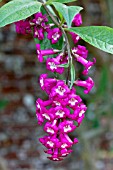 BUDDLEJA COLVILEI