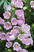 CAMAPNULA MEDIUM CANTERBURY BELLS