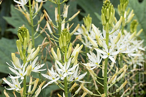 CAMASSIA_LEICHTINII_SACAJAWEA