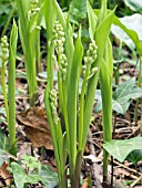 CONVALERIA MAJALIS,  LILY OF THE VALLEY