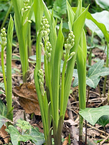 CONVALERIA_MAJALIS__LILY_OF_THE_VALLEY