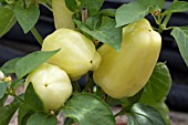 CAPSICUM ANNUUM SWEET BONITA