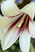 CARDIOCRINUM GIGANTEUM