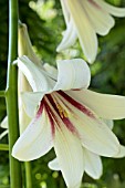 CARDIOCRINUM GIGANTEUM