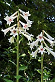 CARDIOCRINUM GIGANTEUM