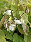 EPIMEDIUM X YOUNGIANUM NIVEUM