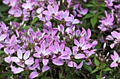 CLEOME HASSLERIANA SENORETA ROSALITA