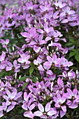 CLEOME HASSLERIANA SENORETA ROSALITA