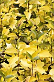 CORNUS ALBA PRAIRIE FIRE