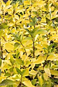 CORNUS ALBA PRAIRIE FIRE