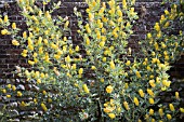 CYTISUS BATTANDIERI