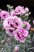 DIANTHUS FIZZY