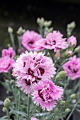 DIANTHUS FIZZY