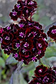 DIANTHUS BARBATUS SOOTY