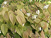 EPIMEDIUM X YOUNGIANUM NIVEUM