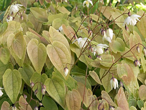 EPIMEDIUM_X_YOUNGIANUM_NIVEUM