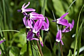 DODECATHEON JEFFREYII