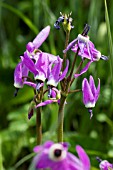 DODECATHEON JEFFREYII