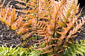 DRYOPTERIS ERYTHROSORA