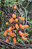 ECCREMOCARPUS SCABER ORANGE-RED FORM