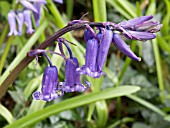 HYACINTHUS NONSCRIPTUS,  BLUEBELL