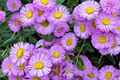 ERIGERON ROSA JUWEL (PINK JEWEL)