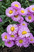 ERIGERON ROSA JUWEL (PINK JEWEL)