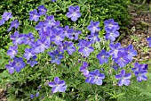 GERANIUM IBERICUM JOHNSONS BLUE