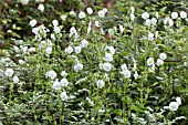 GERANIUM PHAEUM ALBUM