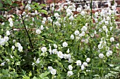 GERANIUM PHAEUM ALBUM