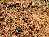 LARIX DECIDUA AUTUMN FALLEN NEEDLES