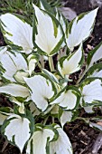 HOSTA FIRE & ICE