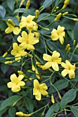 JASMINUM BEESIANUM