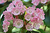 KALMIA LATIFOLIA CLEMENTINE CHURCHILL