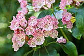 KALMIA LATIFOLIA CLEMENTINE CHURCHILL