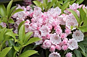 KALMIA LATIFOLIA OLYMPIC FIRE