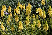 KNIPHOFIA GOLDFINCH