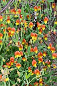 LATHYRUS BELINENSIS