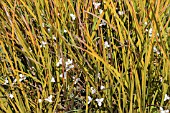 LIBERTIA PEREGRINANS