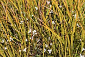 LIBERTIA PEREGRINANS