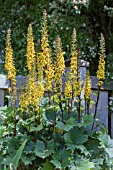 LIGULARIA JAPONICA LITTLE ROCKET