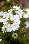 NIGELLA DAMASCENA MISS JEKYLL WHITE