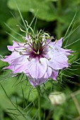 NIGELLA DAMASCENA MULBERRY ROSE