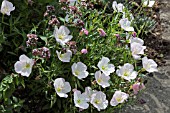 OENOTHERA SPECIOSA SISKIYOU