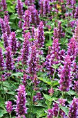 AGASTACHE GLOBETROTTER