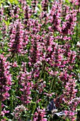 AGASTACHE RED FORTUNE